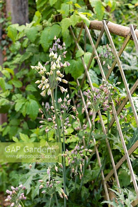 Allium siculum syn. Nectaroscorum siculum - Sicilian Honey Garlic - by trellis