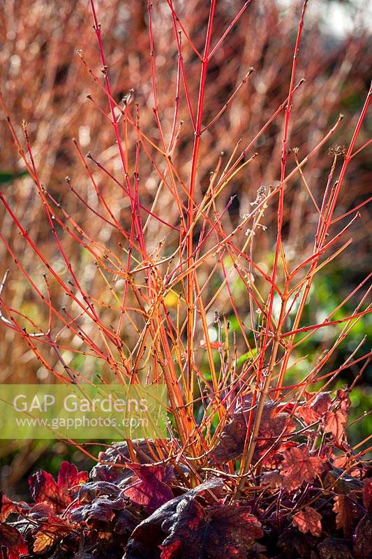 The red stems of Cornus sanguinea 'Midwinter Fire' growing with  x Heucherella 'Sweet Tea'