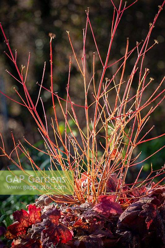 The red stems of Cornus sanguinea 'Midwinter Fire' growing with x Heucherella 'Sweet Tea'