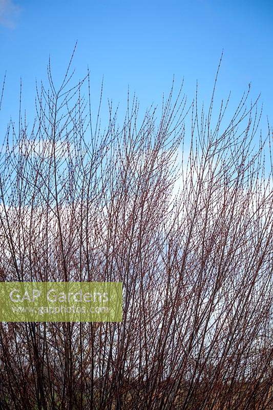 Salix purpurea 'Nancy Saunders'  - Willow - against blue sky