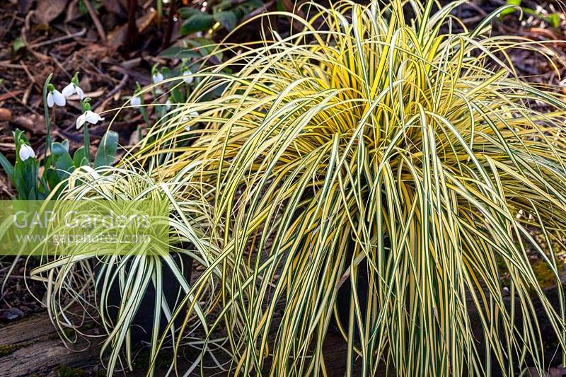 Carex oshimensis 'Evergoldy' with Carex oshimensis 'Evergold'