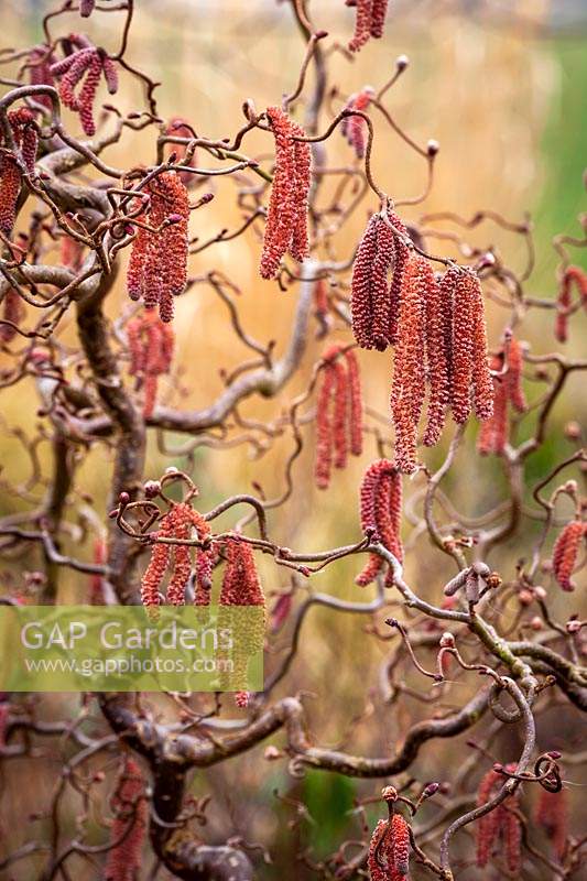 Contorted hazel catkins - Corylus avellana 'Red Majestic'