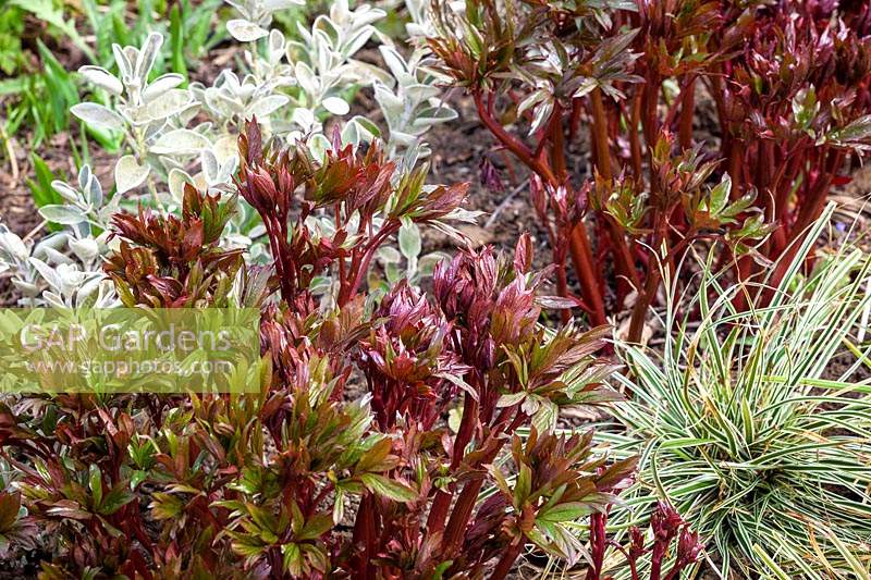 The emerging foliage of Paeonia 'Coral Charm' with Brachyglottis Walberton's Silver Dormouse syn. 'Walbrach' and Carex oshimensis Everest syn. 'Fiwhite'