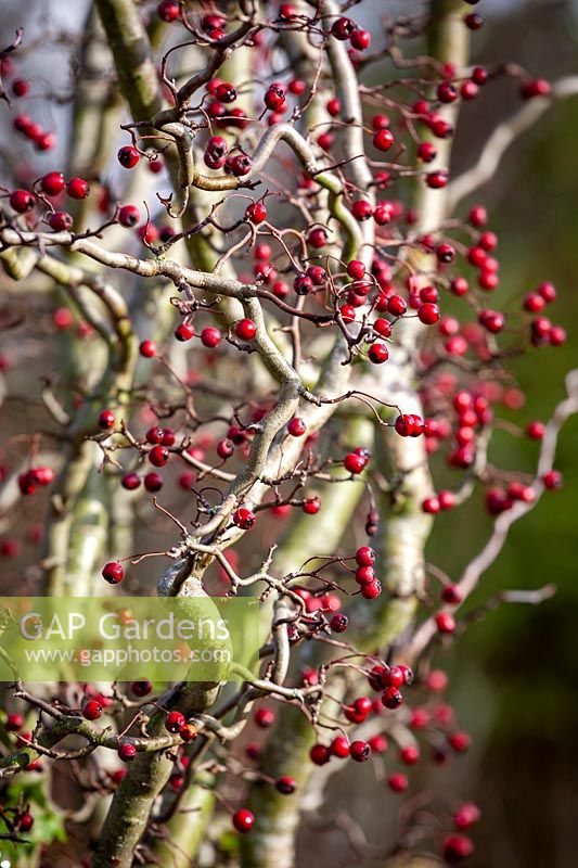 The berries and wiggly stems of Crataegus monogyna 'Flexuosa' - Contorted Hawthorn