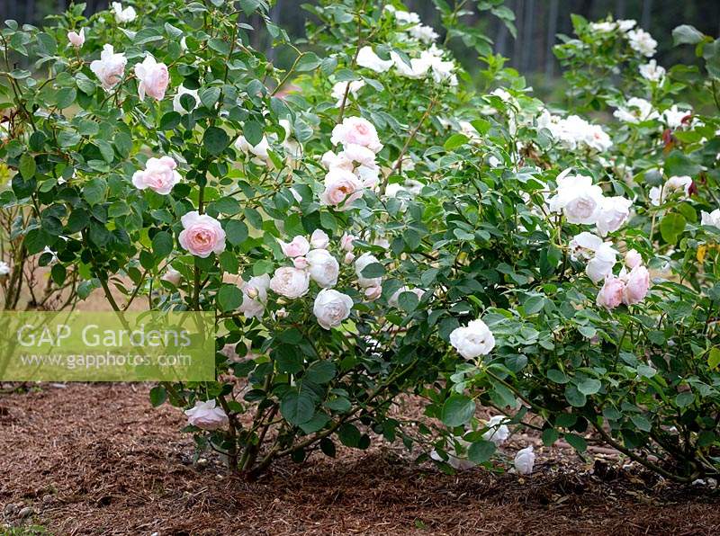 Rosa 'Desdemona' syn. 'Auskindling' in a bed with mulch