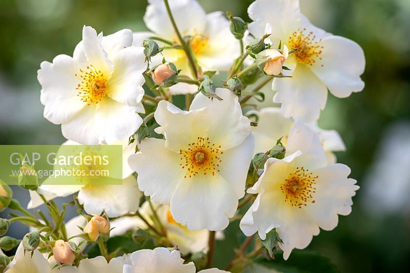 Rosa 'Kew Gardens' syn. 'Ausfence' AGM'