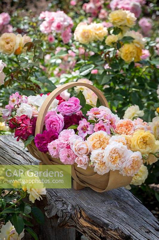Basket of mixed cut fragrant Rosa - Rose - stems