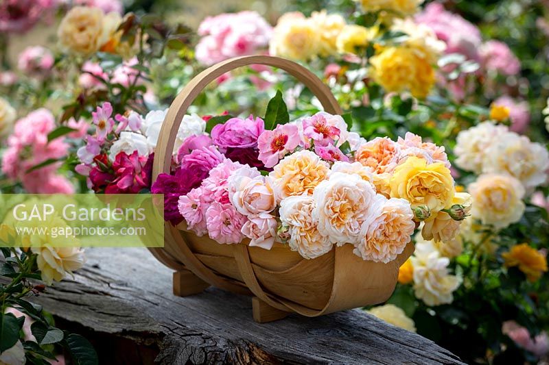 Basket of mixed cut fragrant Rose - Rose - stems