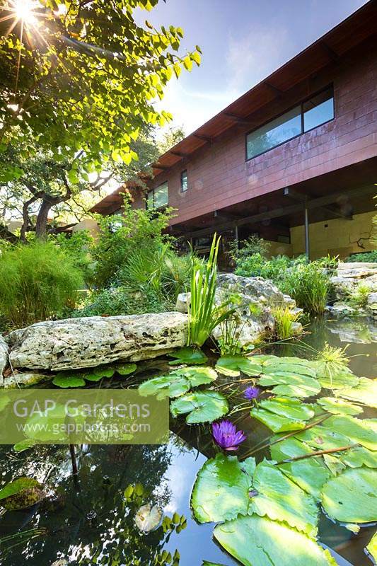 View over pond with flowering Nymphaea - Waterlily - to rock edge, contemporary house beyond