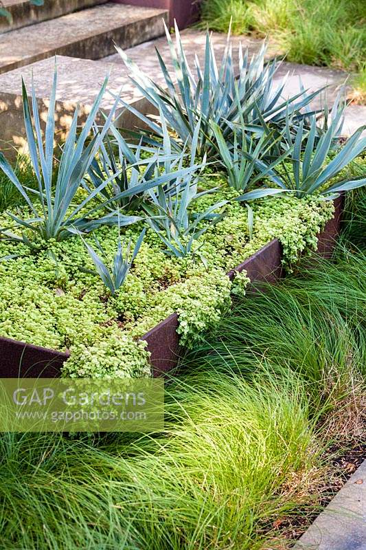 Sedum makinoi Ogon and Yucca pallida in steel planter, in a bed of Carex 