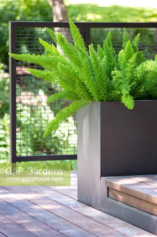 Asparagus meyerii - Foxtail Fern - in steel container on a deck