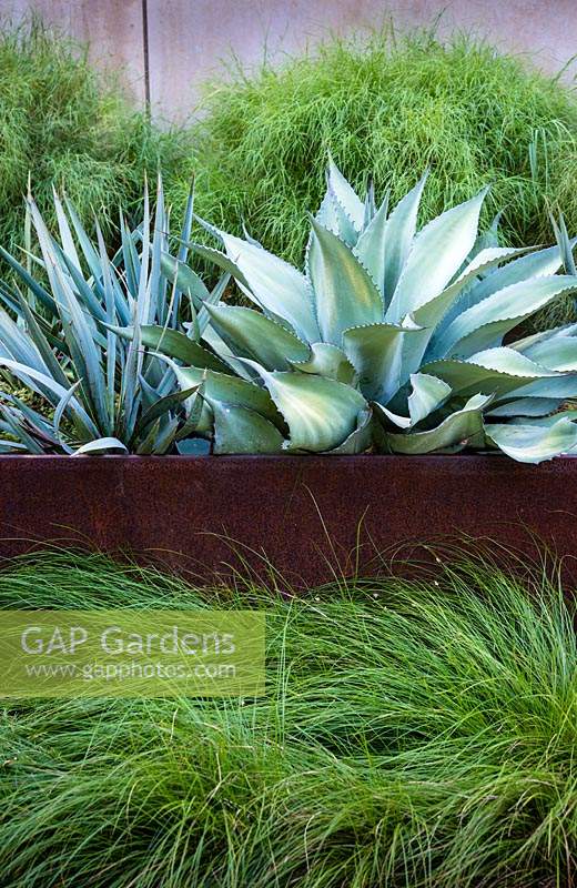 Agave ovatifolium - Whale's Tongue Agave with Yucca - in steel planter, set amongst bed of Carex 