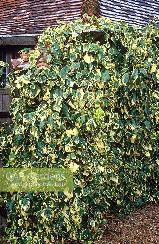 Hedera colchica 'Dentata Variegata' AGM syn. Hedera colchica 'Dentata Aurea' - Ivy - growing over a wall 