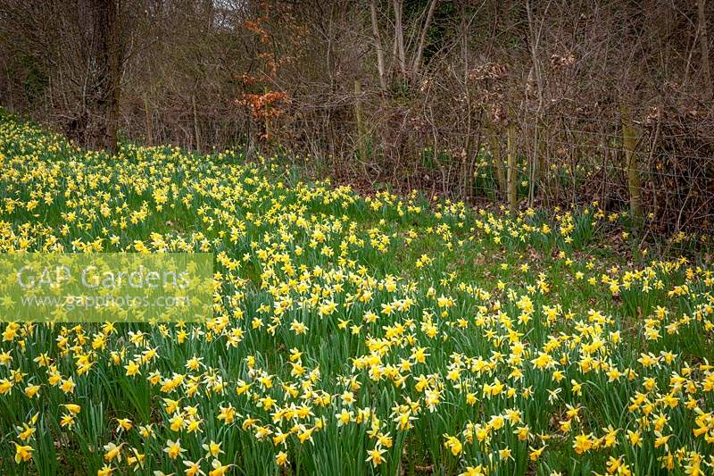 Wild daffodils - Narcissus pseudonarcissus - growing in field, wire fence and trees beyond