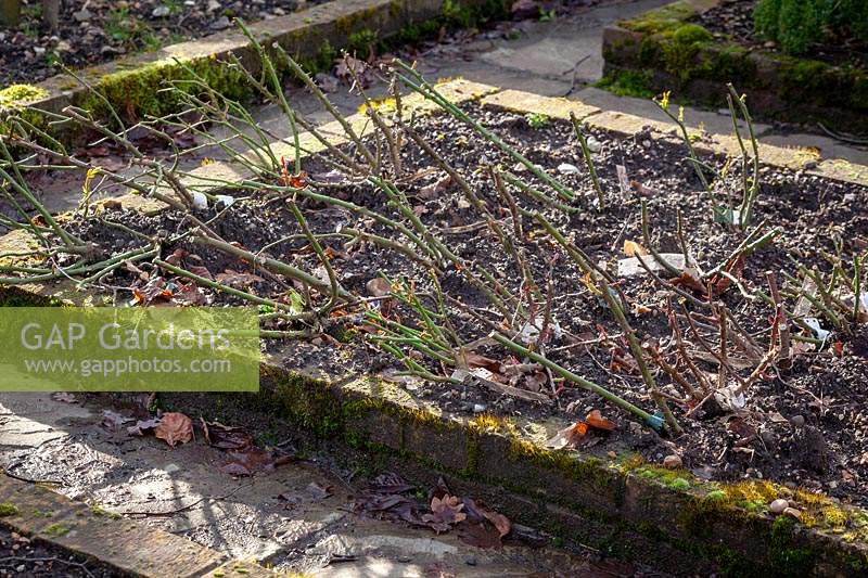 Bare-root roses temporarily 'heeled in' to a spare bed ready for planting out later