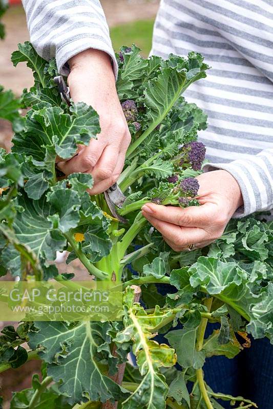 Picking Purple Sprouting Broccoli, Brassica oleracea
