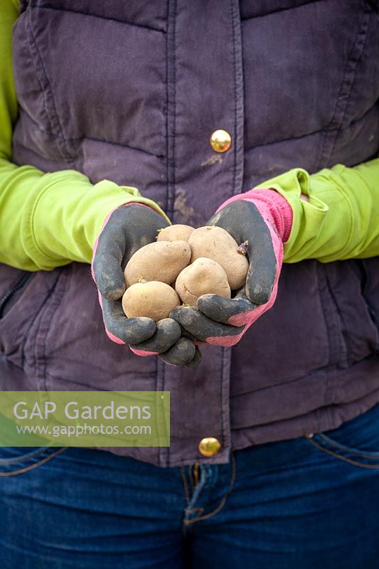 Handful of chitted seed potatoes ready to plant out 