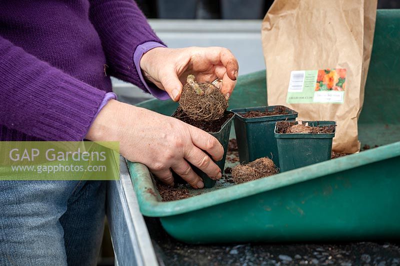 Planting Begonia tubers in individual pots in a greenhouse