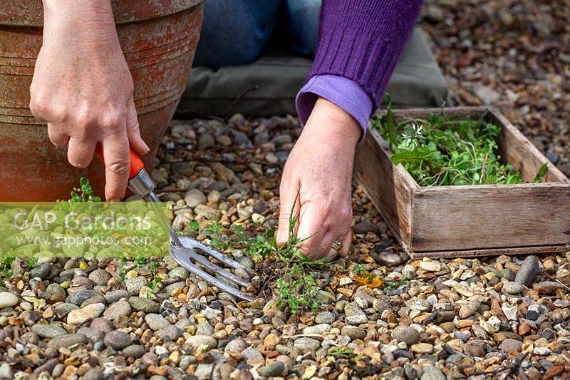 Weeding gravel by hand using a fork