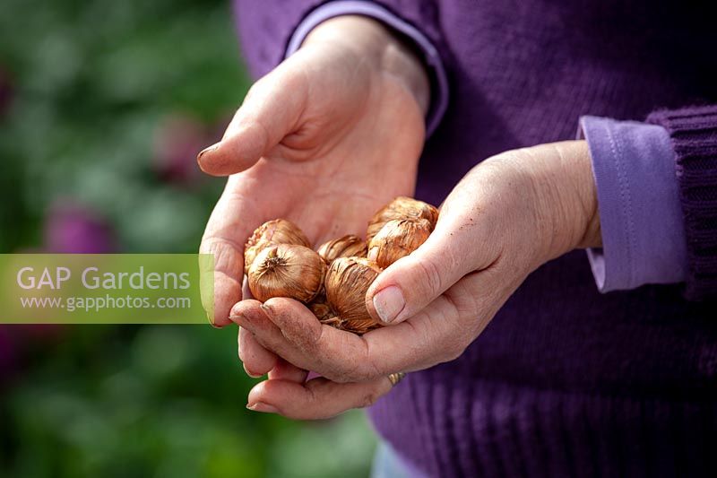 Handful of Gladioli bulbs ready to plant out