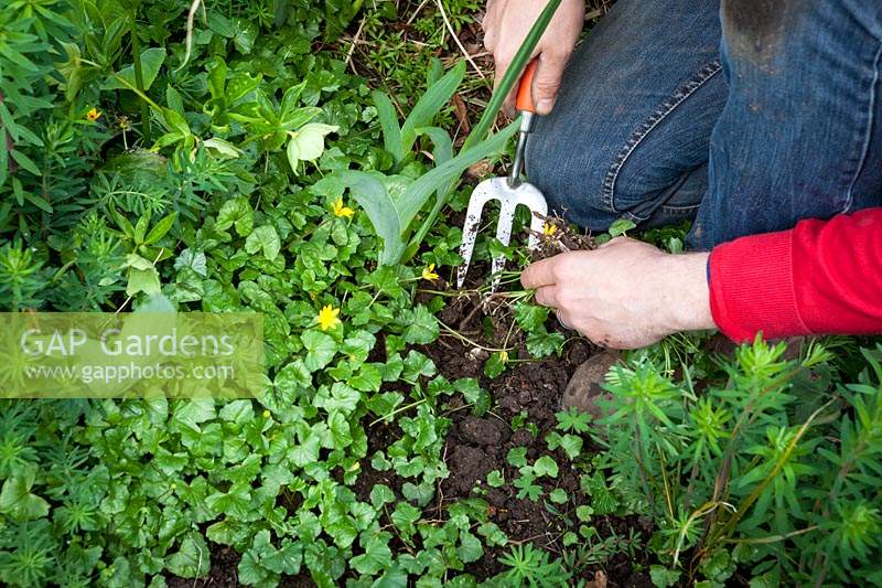 Weeding a border by hand using a fork, here Ranunculus ficaria - Celandine
