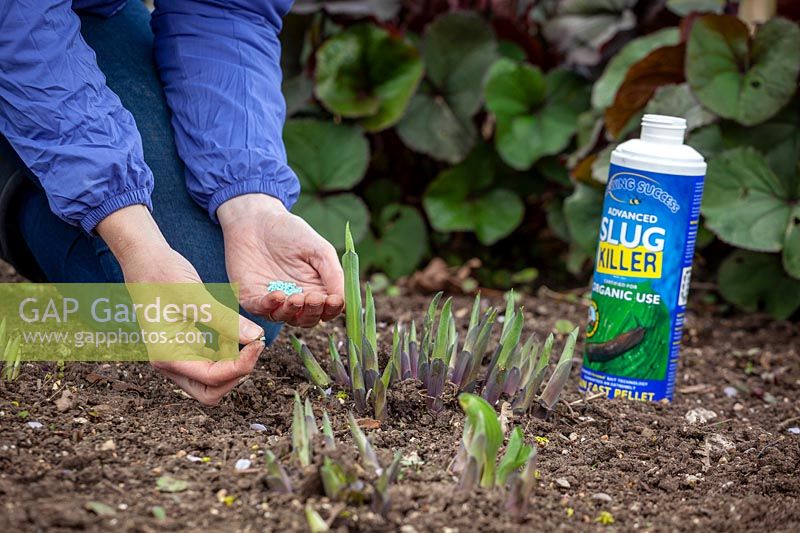 Protecting young emerging Hosta shoots using slug pellets applied sparingly
