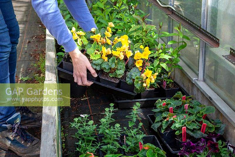 Putting tray of tender Begonia plants into a coldframe to harden off