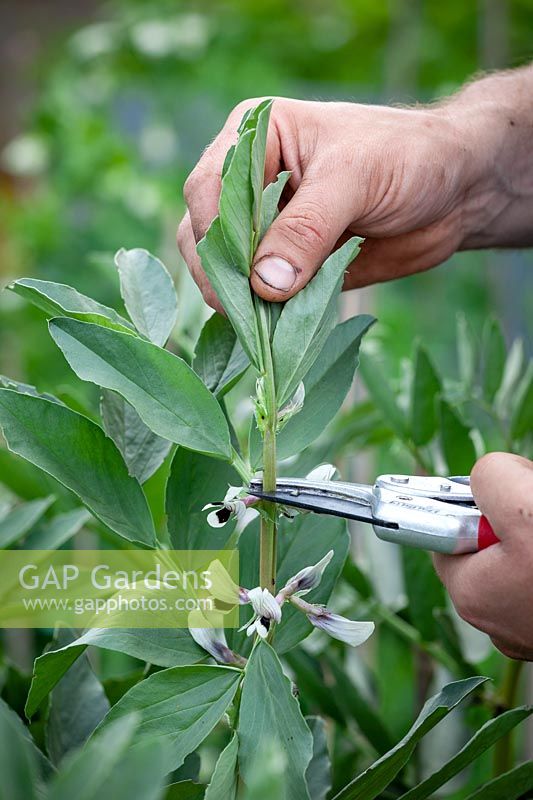 Removing the top shoots of Broad Bean -Vicia faba - plants to encourage bushy and productive growth and prevent problems with blackfly and other aphids
