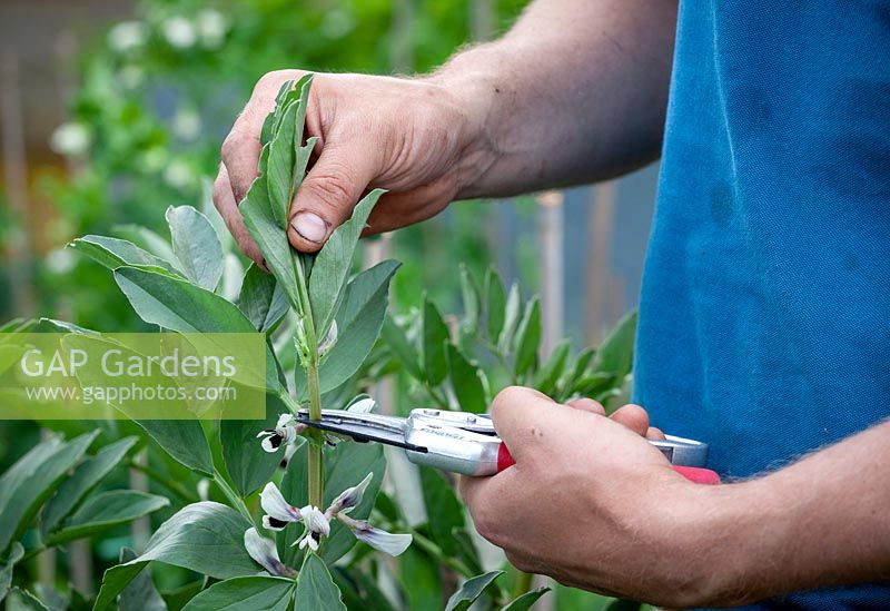 Removing the top shoots of Broad Bean - Vicia faba - plants to encourage bushy and productive growth and prevent problems with blackfly and other aphids