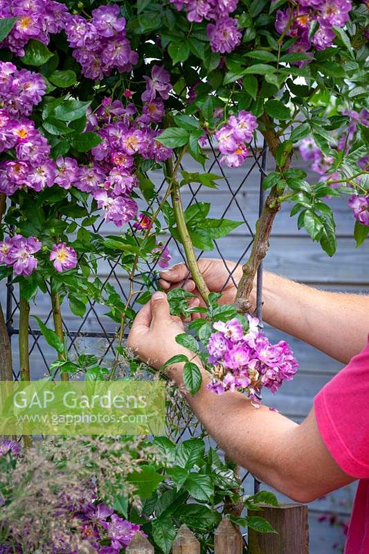 Tying in a Rosa 'Veilchenblau' AGM - Climbing Rose - to trellis panel with garden twine  