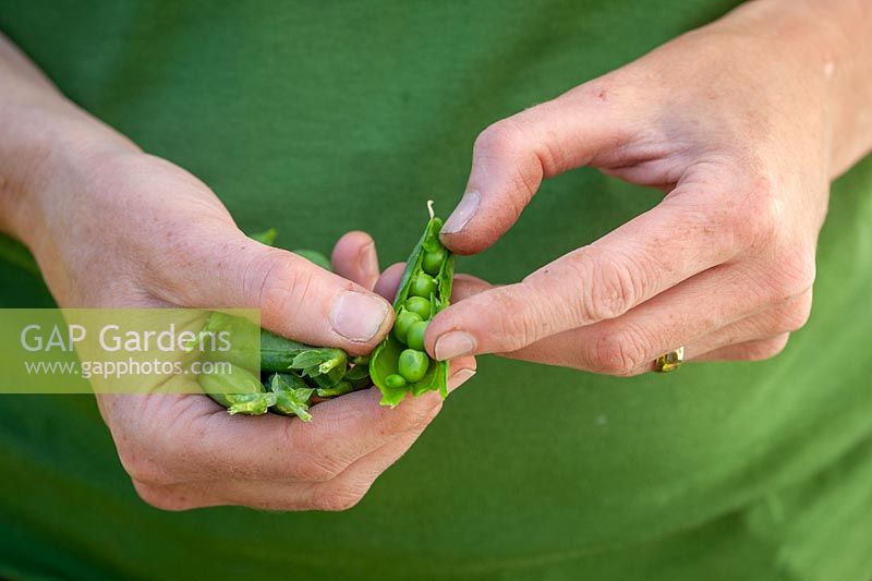 Handful of harvested Pea - Pisum sativum - pods, one pod split open to reveal peas