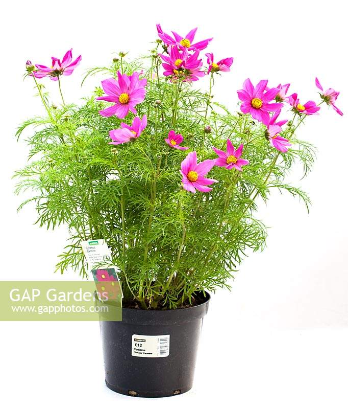 A shop-bought Cosmos plant in a pot grown on by a garden centre