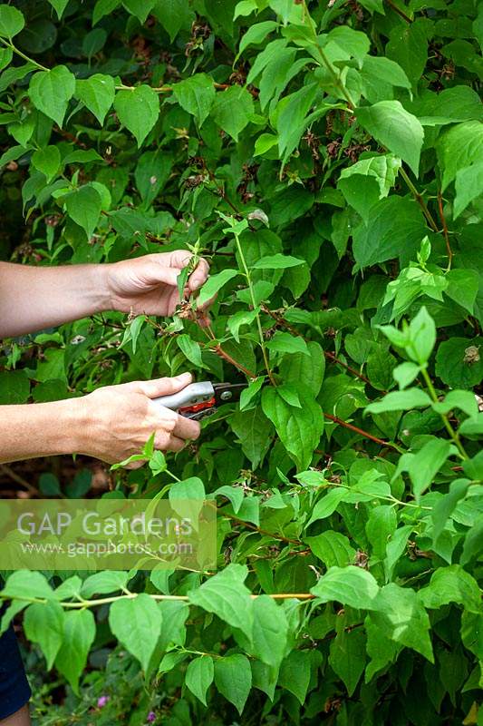 Pruning Philadelphus after it has finished flowering