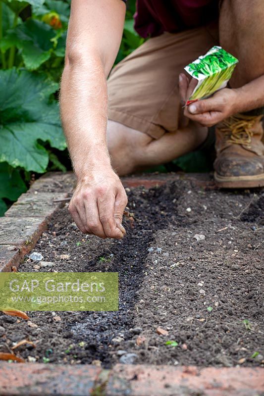 Sowing Celery - Apium graveolens - seed into drills in the vegetable garden 