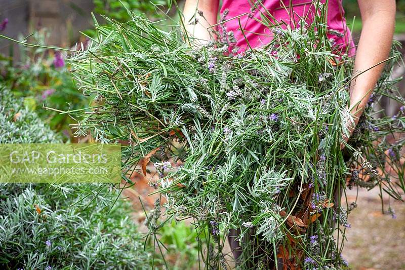 Carrying away clippings after cutting back large Lavendula - Lavender - bush 