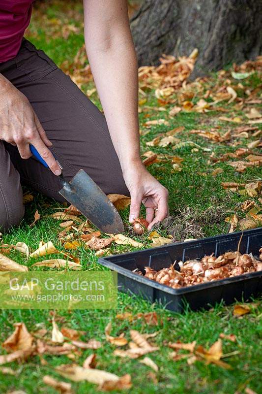 Planting Crocus bulbs in grass using a trowel