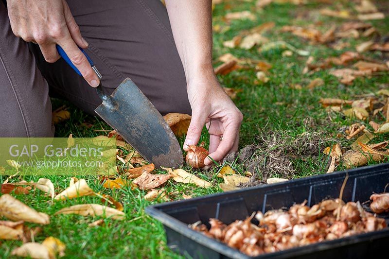 Planting Crocus bulbs in grass using a trowel