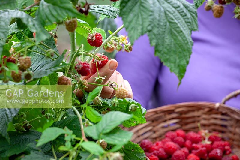 Harvesting Rubus idaeus - Raspberry plants 