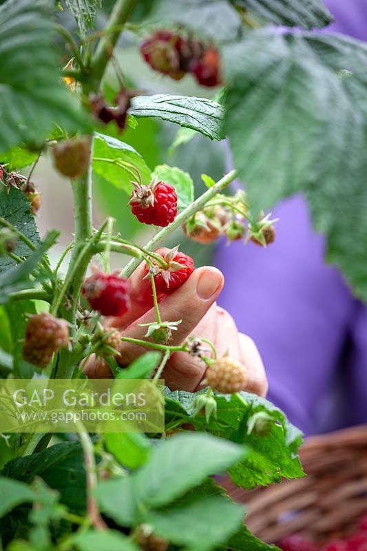 Harvesting Rubus idaeus - Raspberry plant 