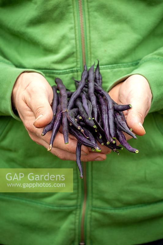 Hands holding harvested climbing black French bean - Phaseolus vulgaris