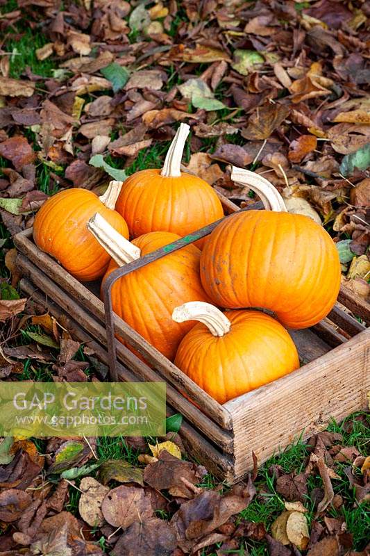 Trug of harvested Pumpkin fruits on lawn covered with fallen leaves