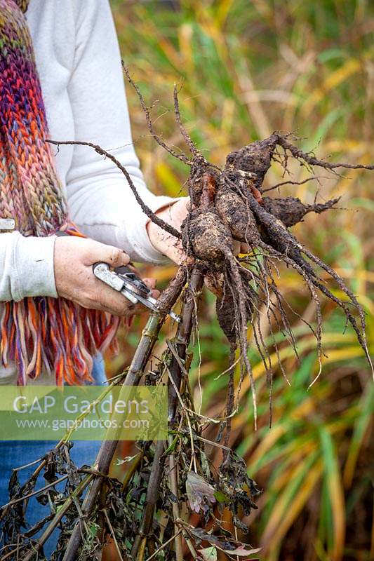 Digging up Dahlia tubers ready for overwintering in a greenhouse and trimming stems