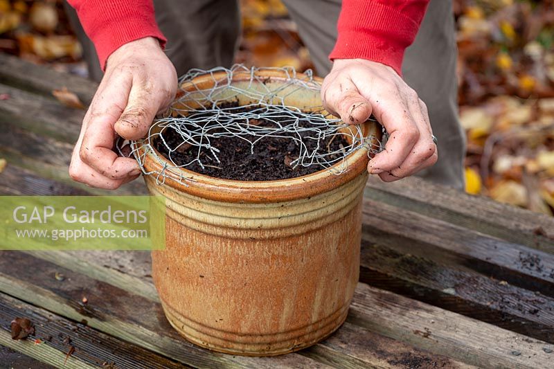 Protecting containers of newly-planted bulbs from squirrels or mice by covering with chicken wire