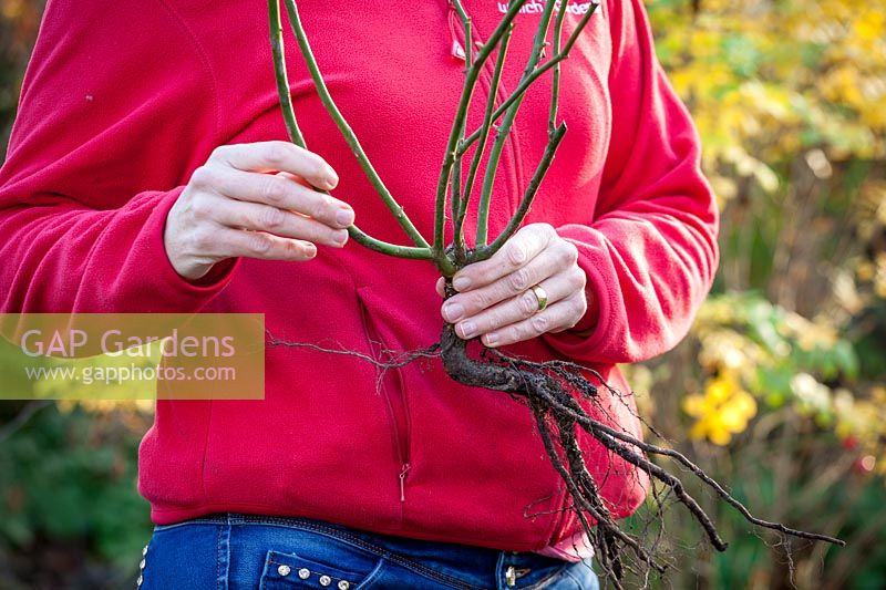 Holding a bare root Rosa - Rose - ready to plant out