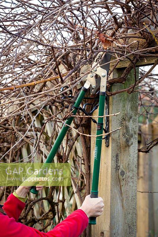 Pruning Vitis vinifera - Grapevine - with long handled garden loppers 