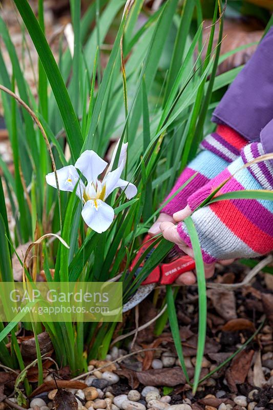 Removing scrappy foliage to show off flowers of Iris unguicularis