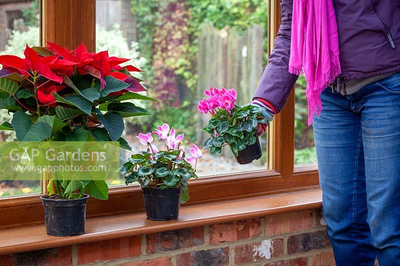 Placing a houseplant - Cyclamen - on a window ledge in a conservatory