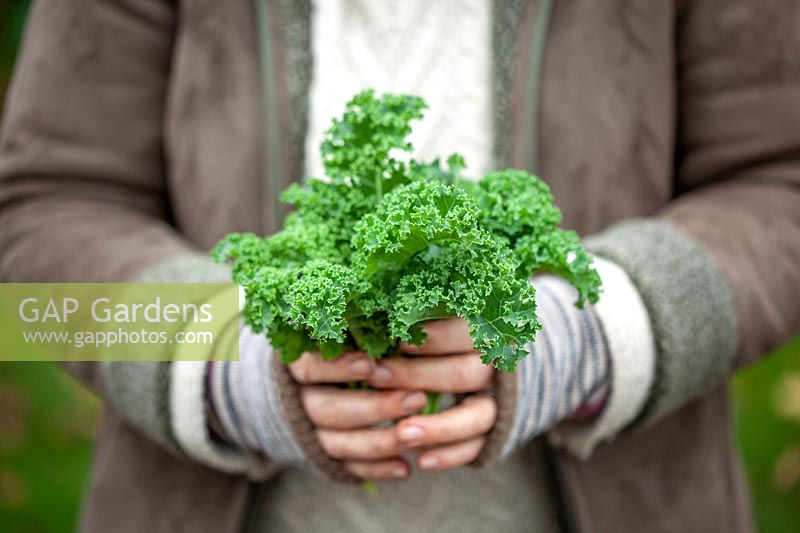 Harvesting Brassica oleracea - Curly Kale