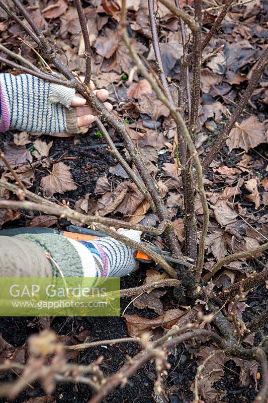 Pruning a Ribes nigrum - Blackcurrant - bush by removing older stems with secateurs