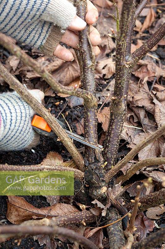 Pruning a Ribes nigrum - Blackcurrant - bush by removing older stems with secateurs